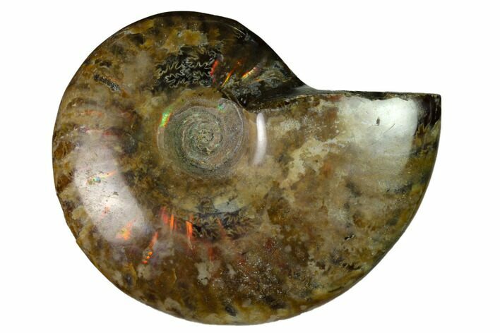Red Flash Ammonite Fossil - Madagascar #151771